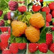 Комплект из 5 саженцев малин разных сортов