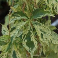 Саджанець Виноград дівочий Стар Шауерс в контейнері