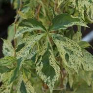 Саженец винограда девичьего Стар Шауэрс в контейнере