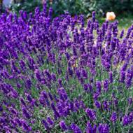 Саджанець Лаванда Матільда в контейнері