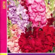 Гладіолуси.