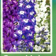 Дельфініум.