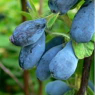 Саджанець Жимолость їстівна Войтек в контейнері