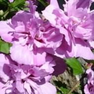 Саженец гибискуса сирийского Ardens в контейнере