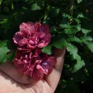 Саженец гибискуса сирийского Duc de Brabant в контейнере