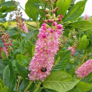 Саджанець Клетра Ruby spice в контейнері