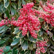 Саженец пиериса японского Ralto в контейнере