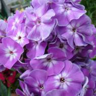 Флокс Kahterine в контейнері