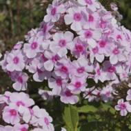 Флокс Miss Holland в контейнері