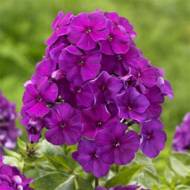 Флокс Nicky в контейнері