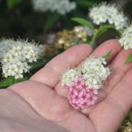 Саженец спиреи Широбана в контейнере