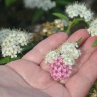 Саженец спиреи Широбана в контейнере