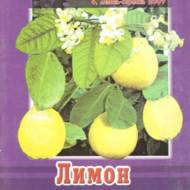 Лимон в квартирі (рос.мовою)