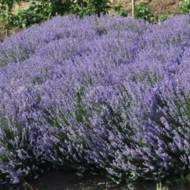 Саджанець Лаванда Елізабет в контейнері