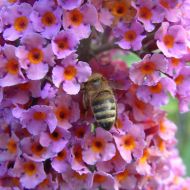 Саженец будлея Давида Flower Power в контейнере