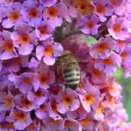 Саженец будлея Давида Flower Power в контейнере