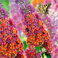 Саджанець Будлея Давида Flower Power в контейнері