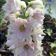 Дельфініум рожевий в контейнері