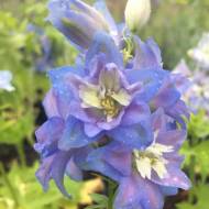 Дельфініум блакитний в контейнері