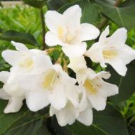 Саджанець Вейгела Candida в контейнері