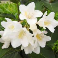 Саженец вейгелы Candida в контейнере