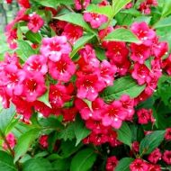 Саджанець Вейгела Bristol Ruby в контейнері