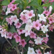 Саженец вейгелы Bristol Ruby в контейнере