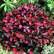 Саджанець Вейгела Aleksandra в контейнері