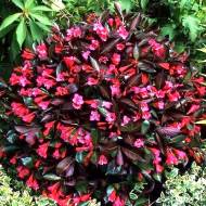 Саджанець Вейгела Aleksandra в контейнері