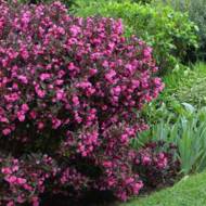 Саженец вейгелы Aleksandra в контейнере