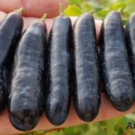 Саженец Виноград Аватар (кишмир)