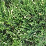 Саженец можжевельника горизонтального Andorra Variegata в контейнере