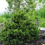 Саженец ели Tompa в контейнере