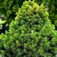 Саджанець Ялина Tompa в контейнері