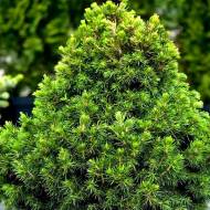 Саджанець Ялина Tompa в контейнері