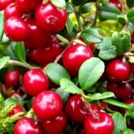 Саджанець Брусниця Koralle в контейнері