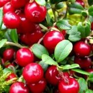 Саджанець Брусниця Koralle в контейнері