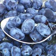 Саженец Жимолость съедобная Бореалис в контейнере