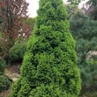 Саженец ели Conica в контейнере