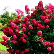 Саджанець Гортензія волотиста (метельчаста) Diamond Rouge в контейнері