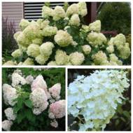 Саджанець Гортензія метельчаста Silver Dollar в контейнері