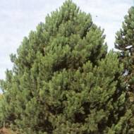 Саженец сосны черной в контейнере