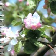 Визначник шкідників і хвороб саду.Довідкове видання. (рос.мовою).