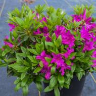 Саженец азалии Blue Danube в контейнере