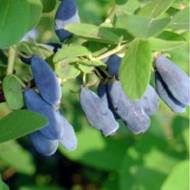 Саженец Жимолость крупноплодная в контейнере