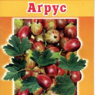Агрус.