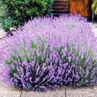 Саджанець Лаванда Хідкот в контейнері