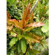 Саджанець Фотінія Crunchy в контейнері