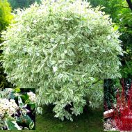 Саджанець Дерен Аlba Elegantissima в контейнері