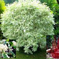 Саджанець Дерен Аlba Elegantissima в контейнері